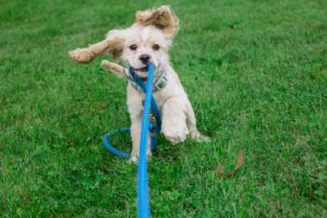 white and brown long coated small dog with blue leash on green grass field during daytime