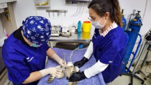 Veterinarians performing surgery on an owl at a rescue center
