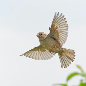 low-angle photography of flying brown bird