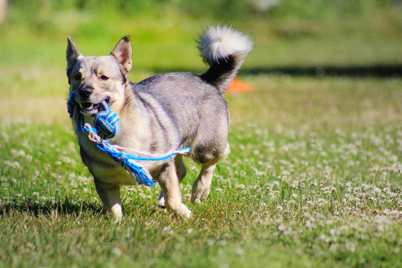 V stg taspets Becoming Vet v-stg-taspets-becoming-vet
