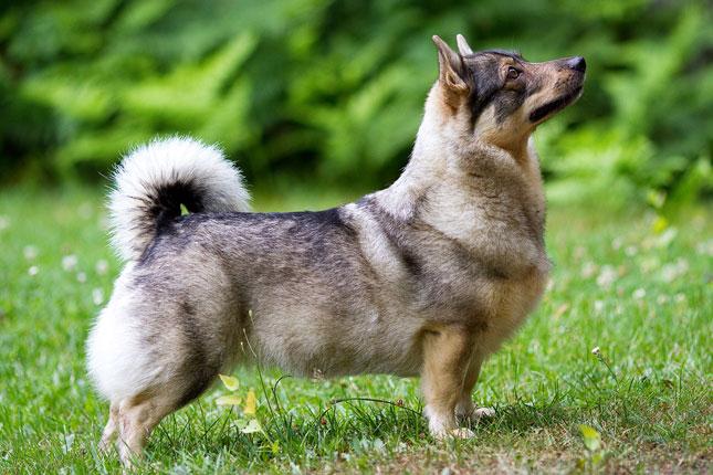 Vastgotaspets, swedish vallhund standing pretty in grass