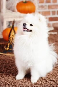 image of a volpano italiano sitting pretty during halloween